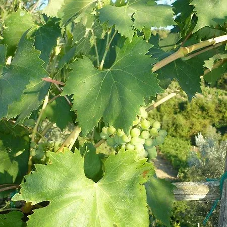 Agriturismo Poggio All'olmo Greve in Chianti